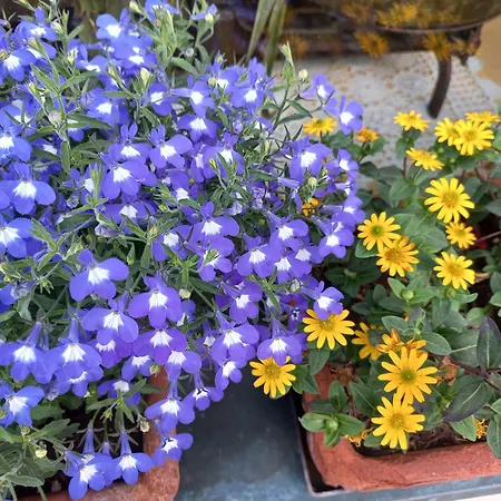 Apart-pension Oberreiter Pensión