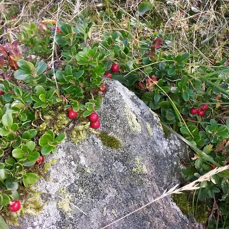 Apart-pension Oberreiter 3*